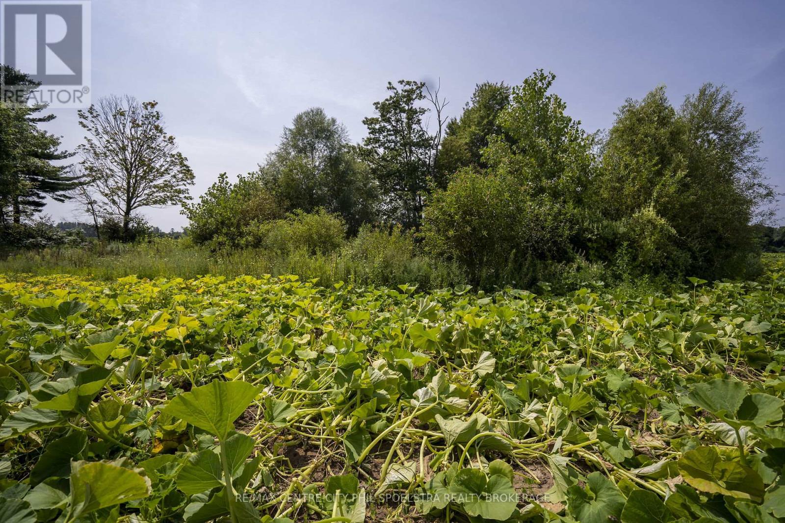 55960 Chute Line, Bayham (Vienna), Ontario  N0J 1Z0 - Photo 38 - X9265729